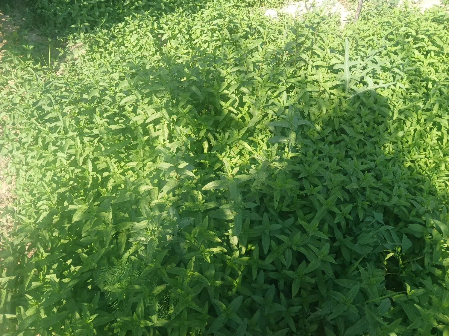 نعنا|خوردنی و آشامیدنی|مشهد, دوست آباد|دیوار