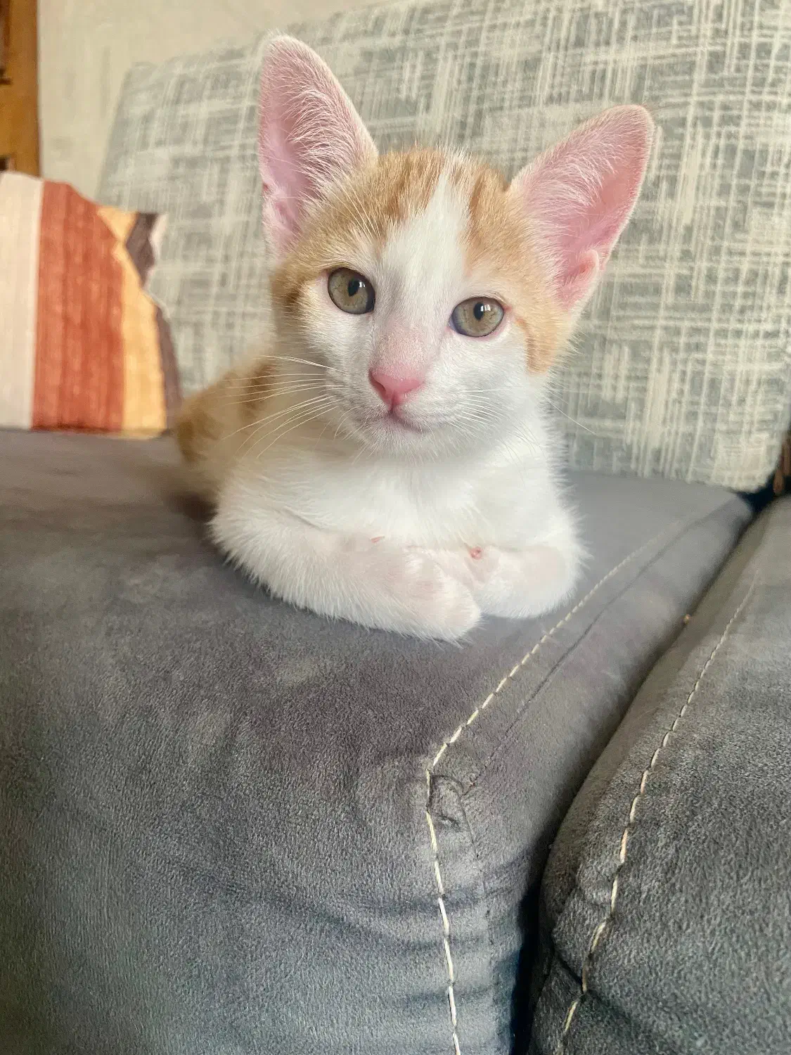 واگذاری گربه|گربه|رشت, باهنر|دیوار