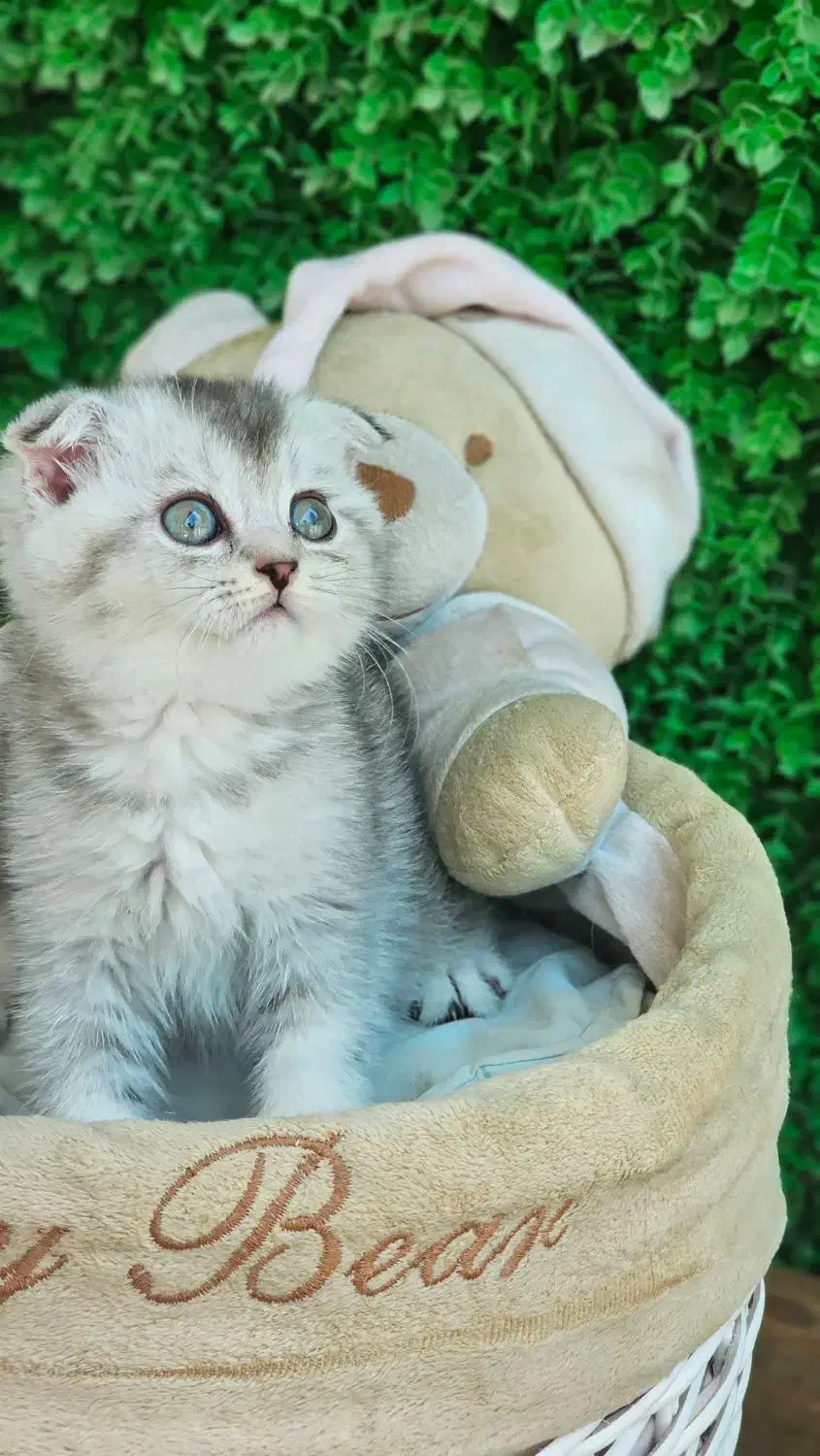 اسکاتیش چشم سبز|گربه|بوشهر, |دیوار