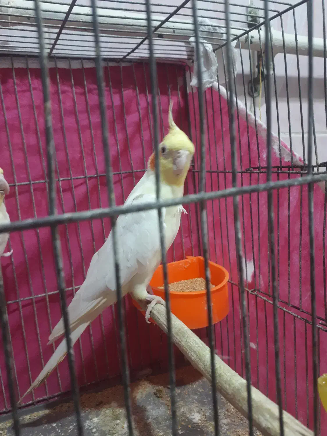 حمیدیه|پرنده|حمیدیه, |دیوار