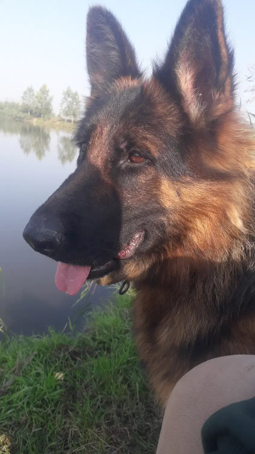 گمشده|سگ|فریدونکنار, |دیوار