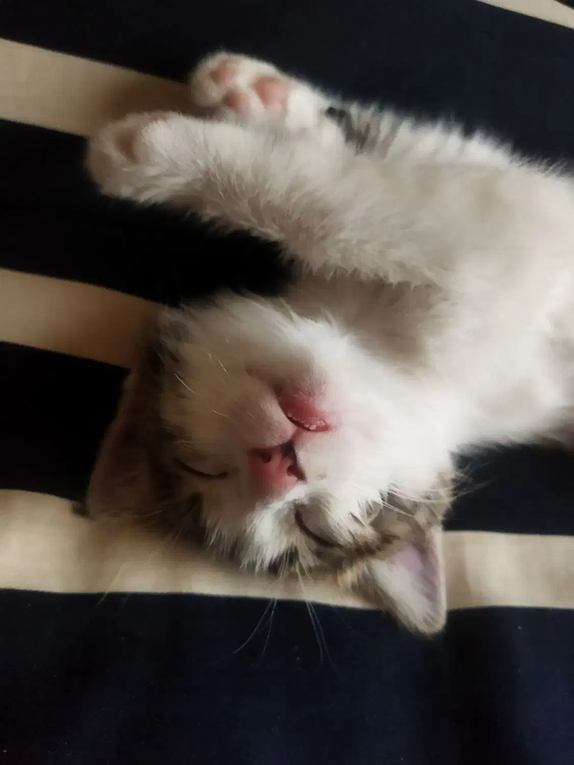 واگذاری|گربه|مهاجران, |دیوار