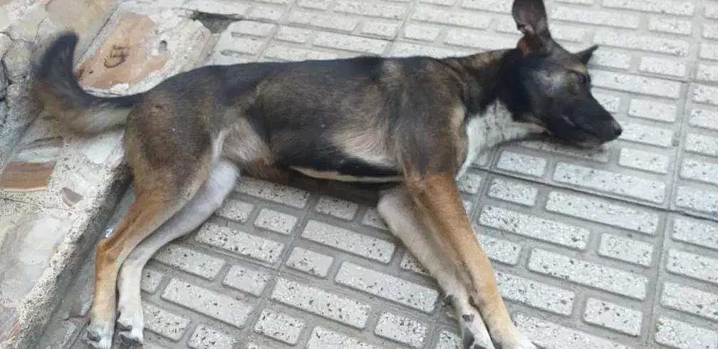 واگذاری نژاد مالی نویز|سگ|قائم‌شهر, |دیوار