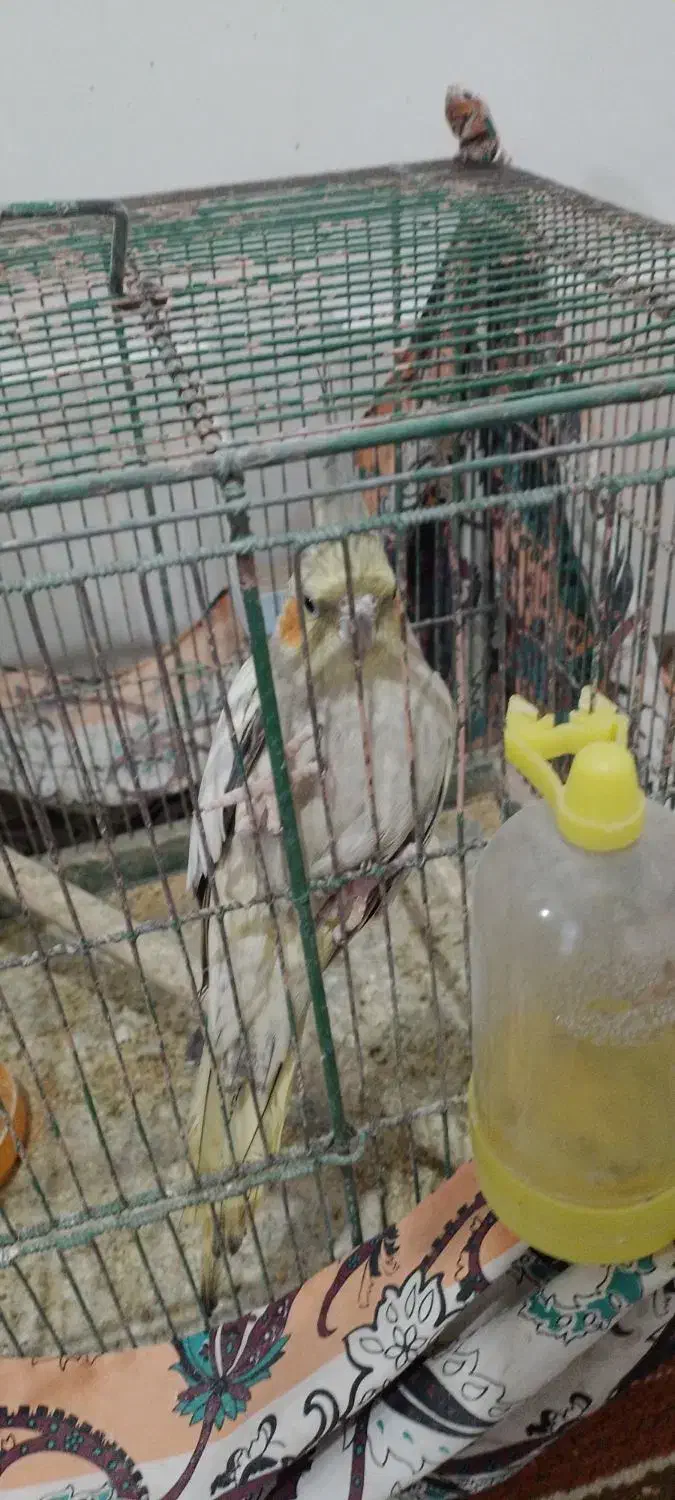 عروس هلندی|پرنده|قم, ولیعصر|دیوار