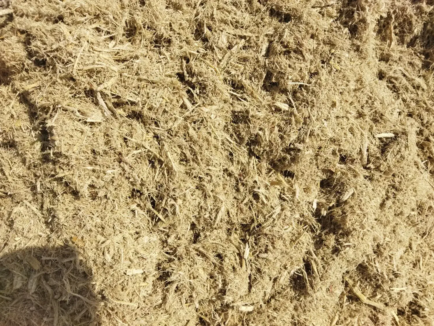 کاه برای دامداران و نیشکر|عمده‌فروشی|بردسکن, |دیوار