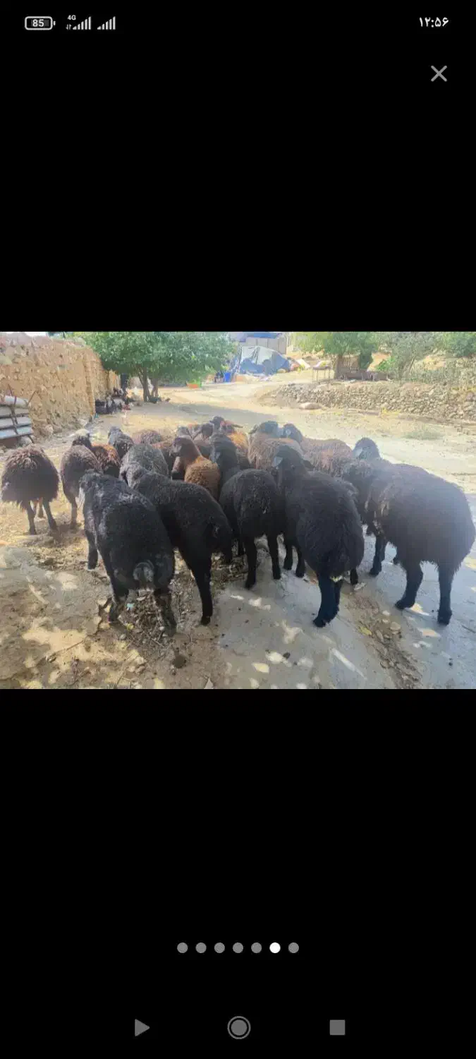 شیشک وبره جوان ارسال به تمام نقاط|حیوانات مزرعه|تهران, صادقیه|دیوار