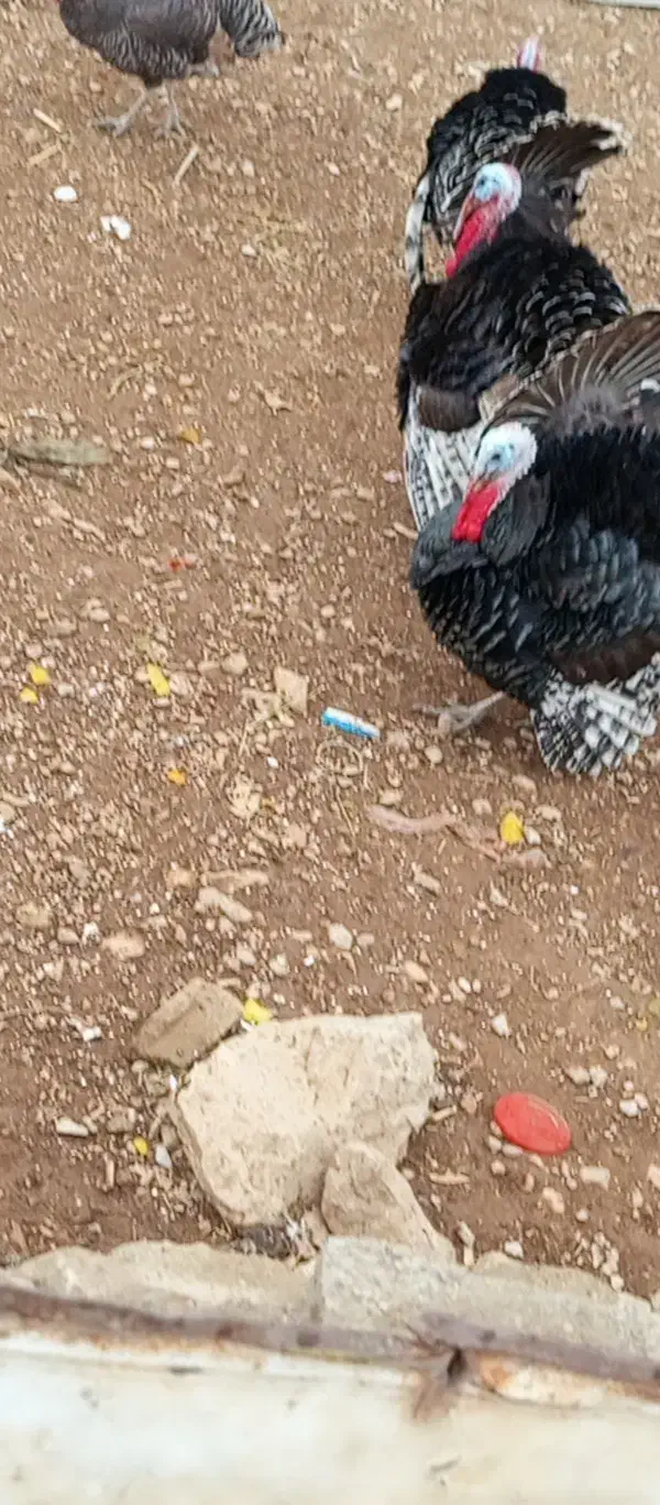 فروش بوقلمون نر محلی سرحال|حیوانات مزرعه|دهدشت, |دیوار