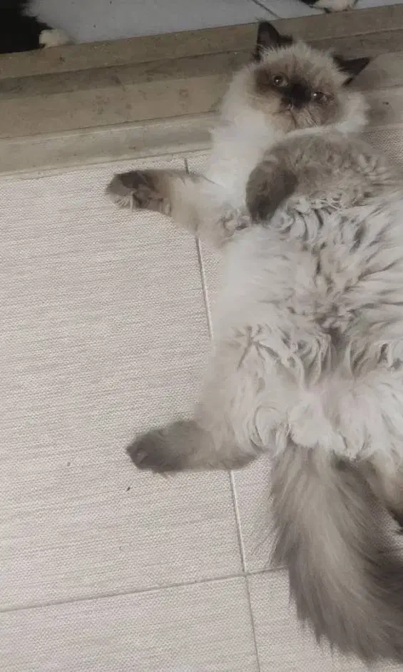 گربه|گربه|ساوه, |دیوار