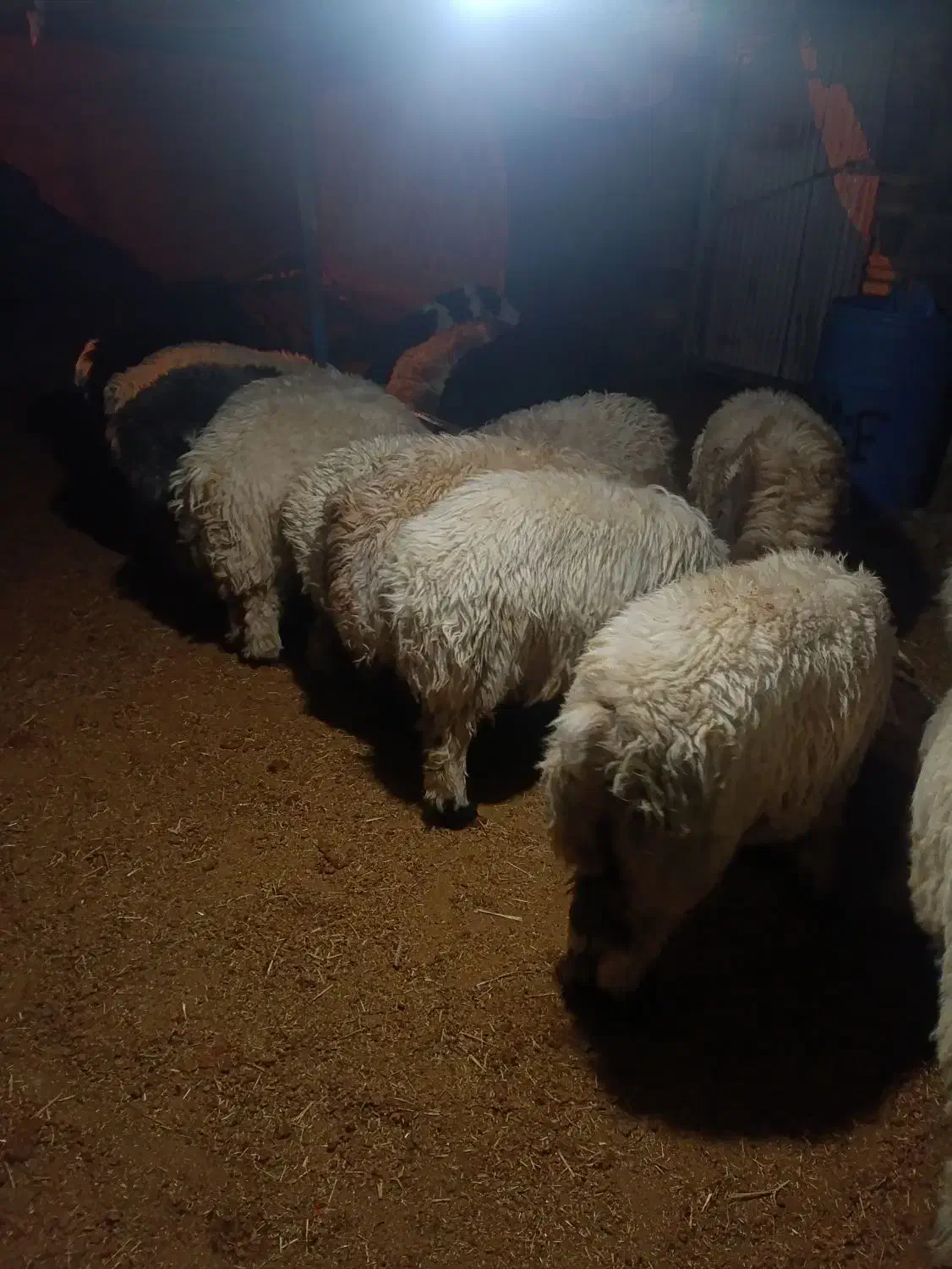 بره نر چاق|حیوانات مزرعه|مشهد مرغاب, |دیوار