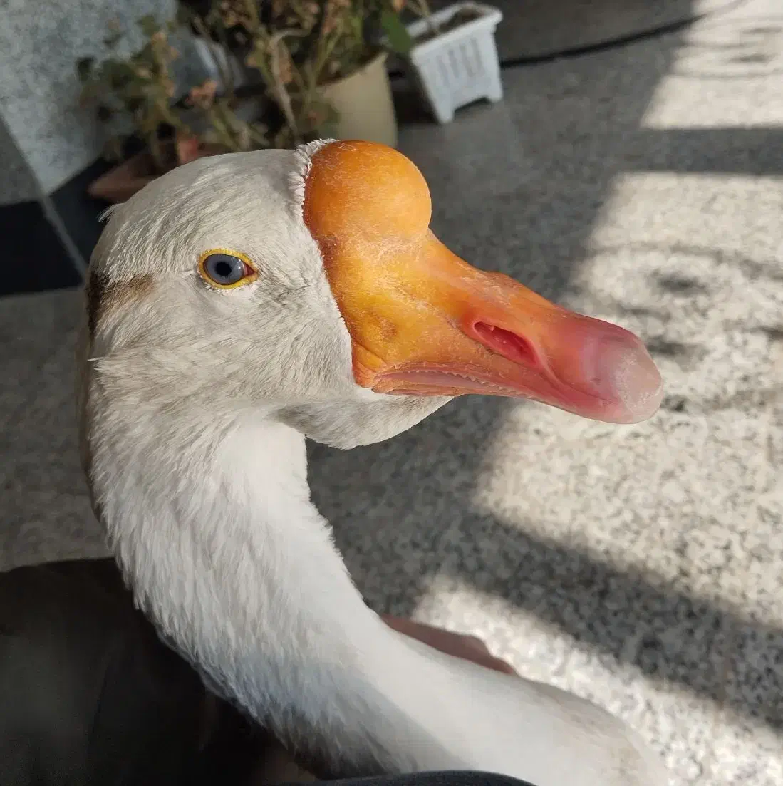 قوغاز سفید|حیوانات مزرعه|اردبیل, |دیوار