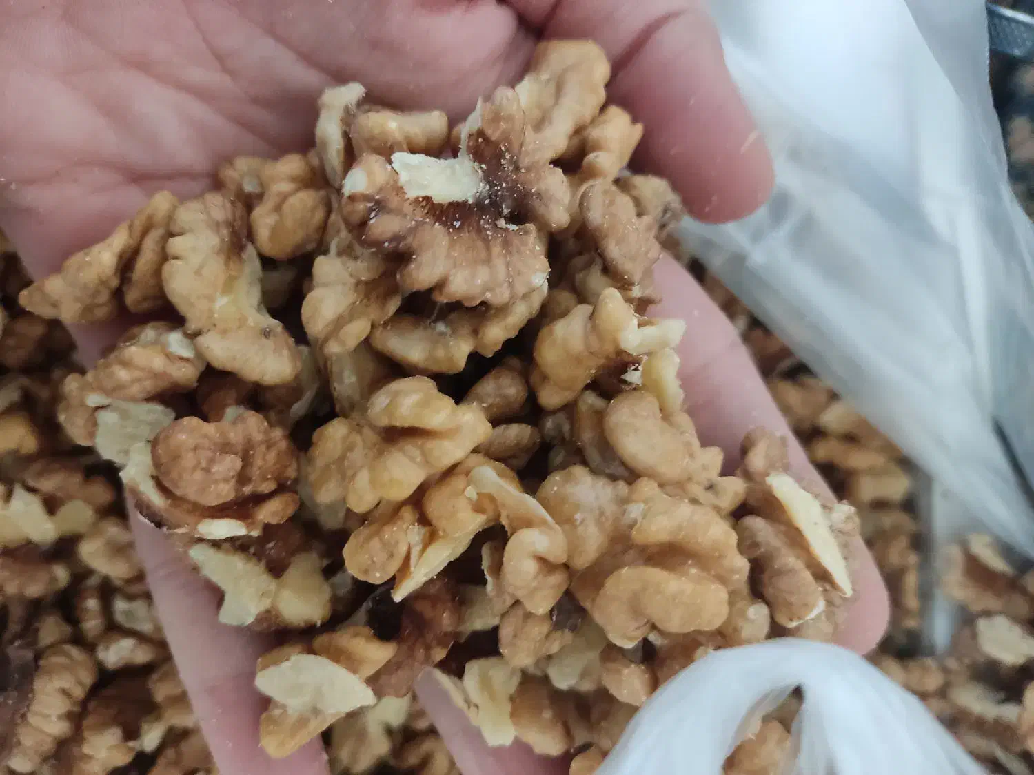 مغز گردوی سفید|خوردنی و آشامیدنی|پاوه, |دیوار