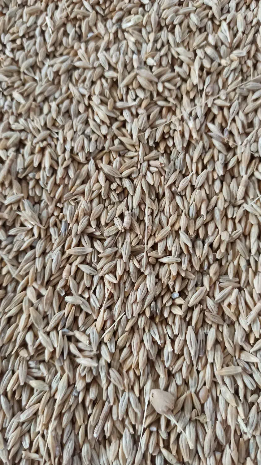 جو دیم|خدمات باغبانی و درختکاری|جیرنده, |دیوار