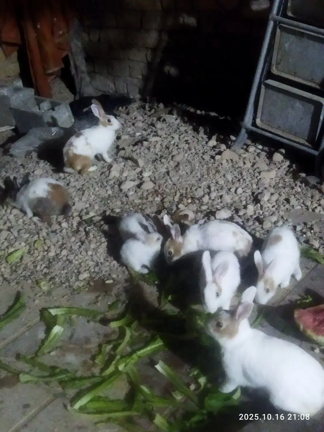 واگذاری خرگوش|موش و خرگوش|کوار, |دیوار