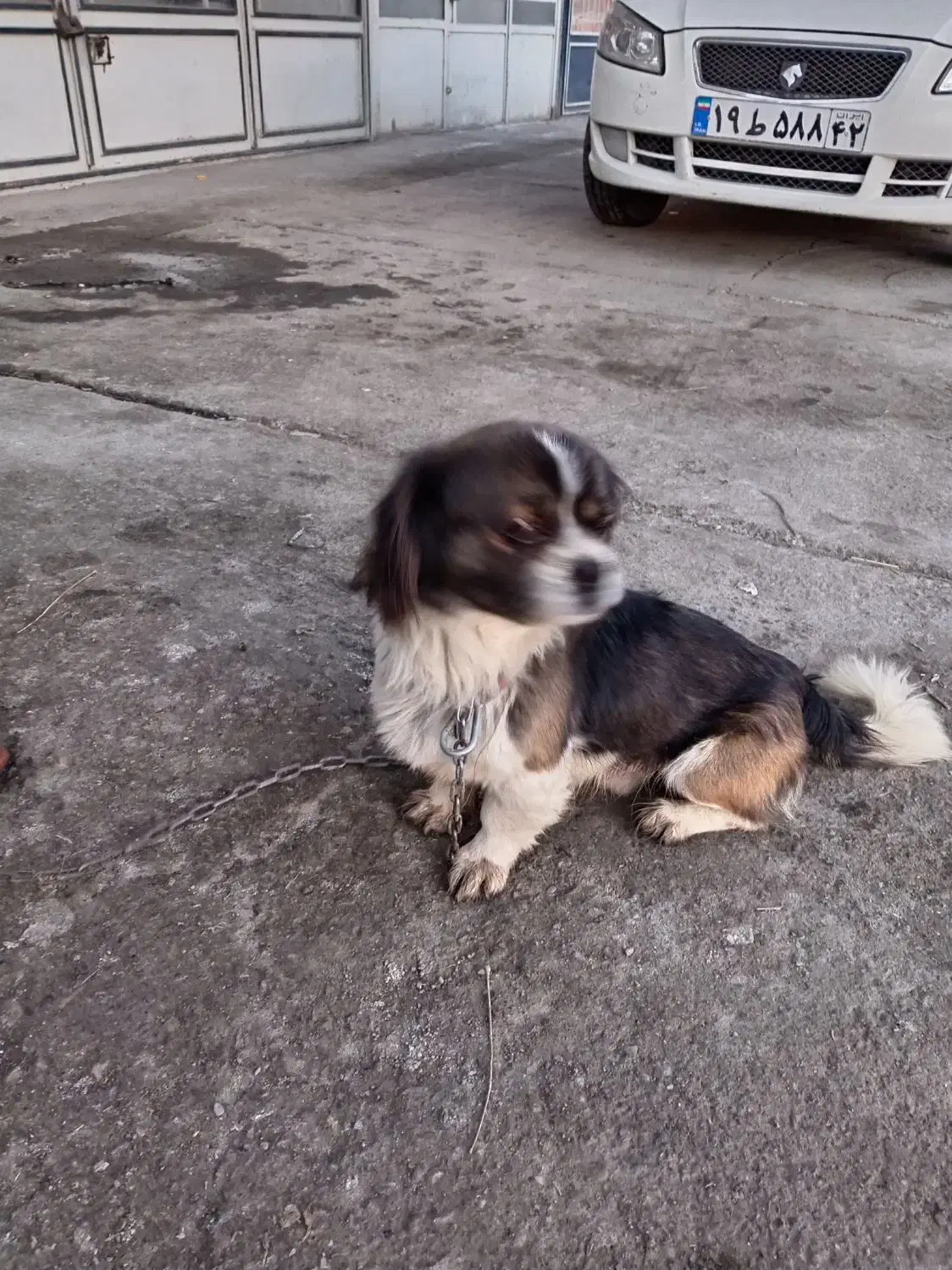 نگهبان|سگ|چناران, |دیوار