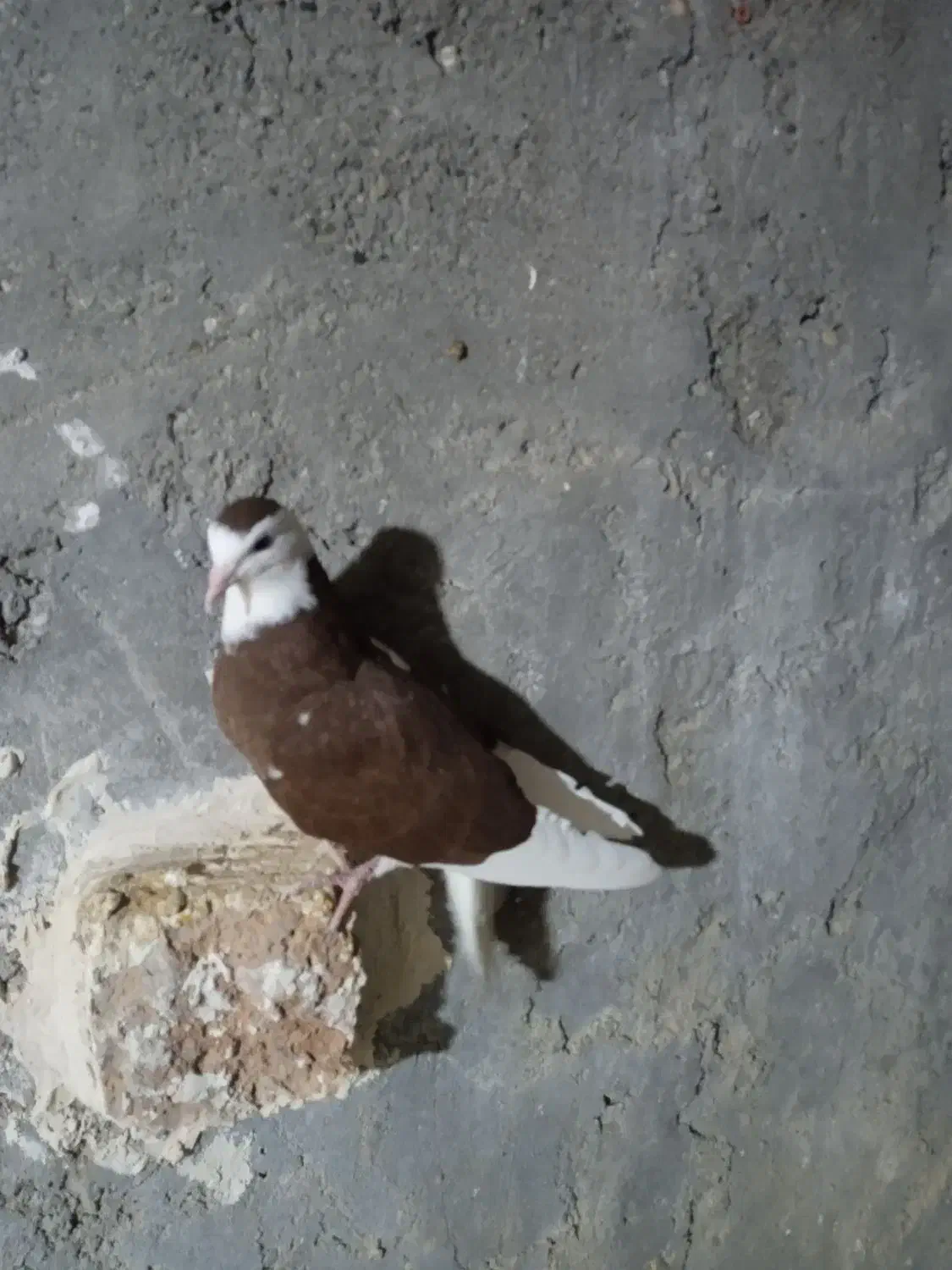 کبوتر شازده|پرنده|جزنیک, |دیوار