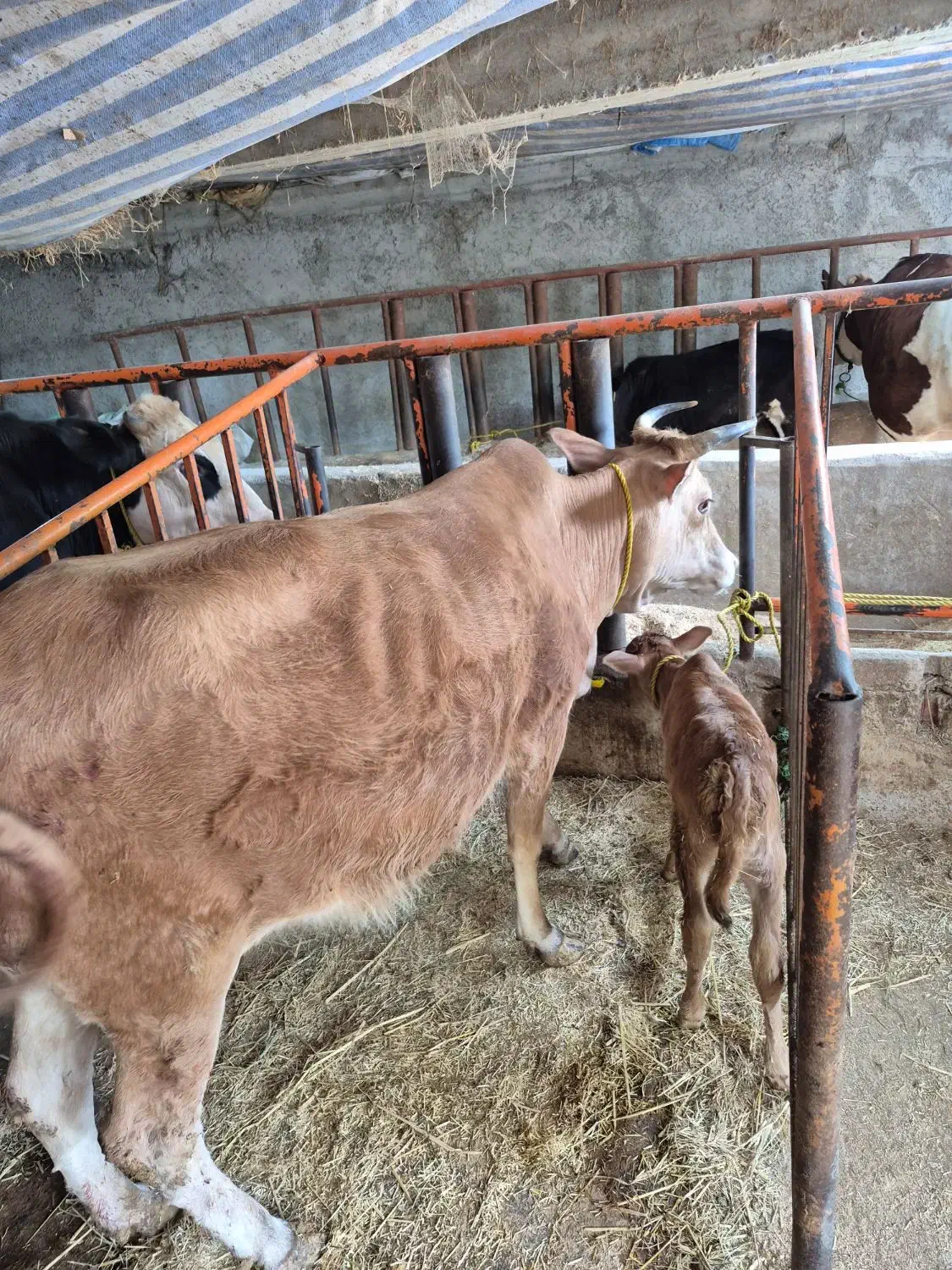 گاو|حیوانات مزرعه|فومن, |دیوار