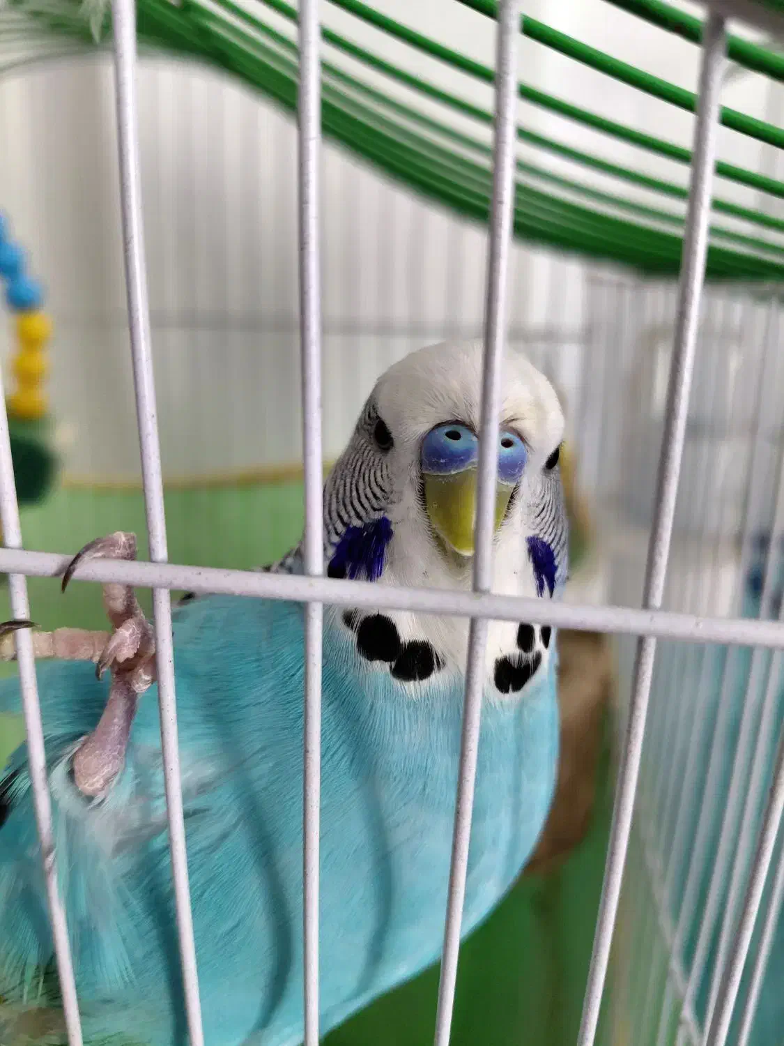 مرغ عشق انگلیسی|پرنده|بابل, |دیوار