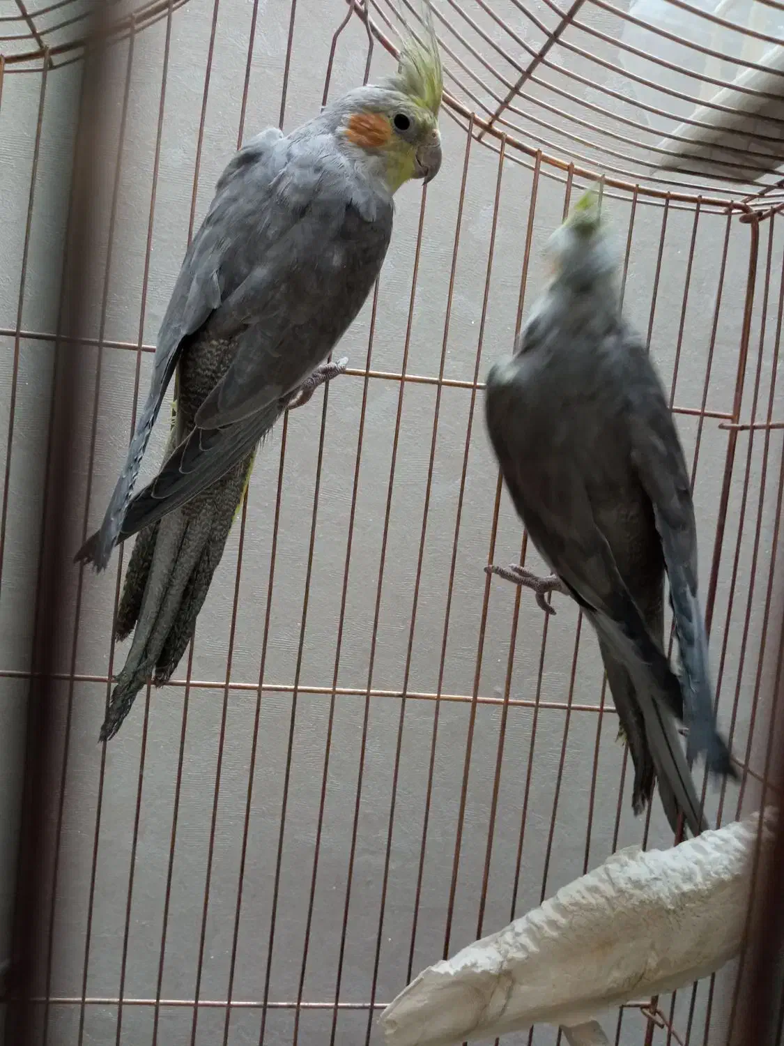 ۲ عددعروس هلندی طوطی قناری مرغ عشق مرغ مینا|پرنده|تفت, |دیوار