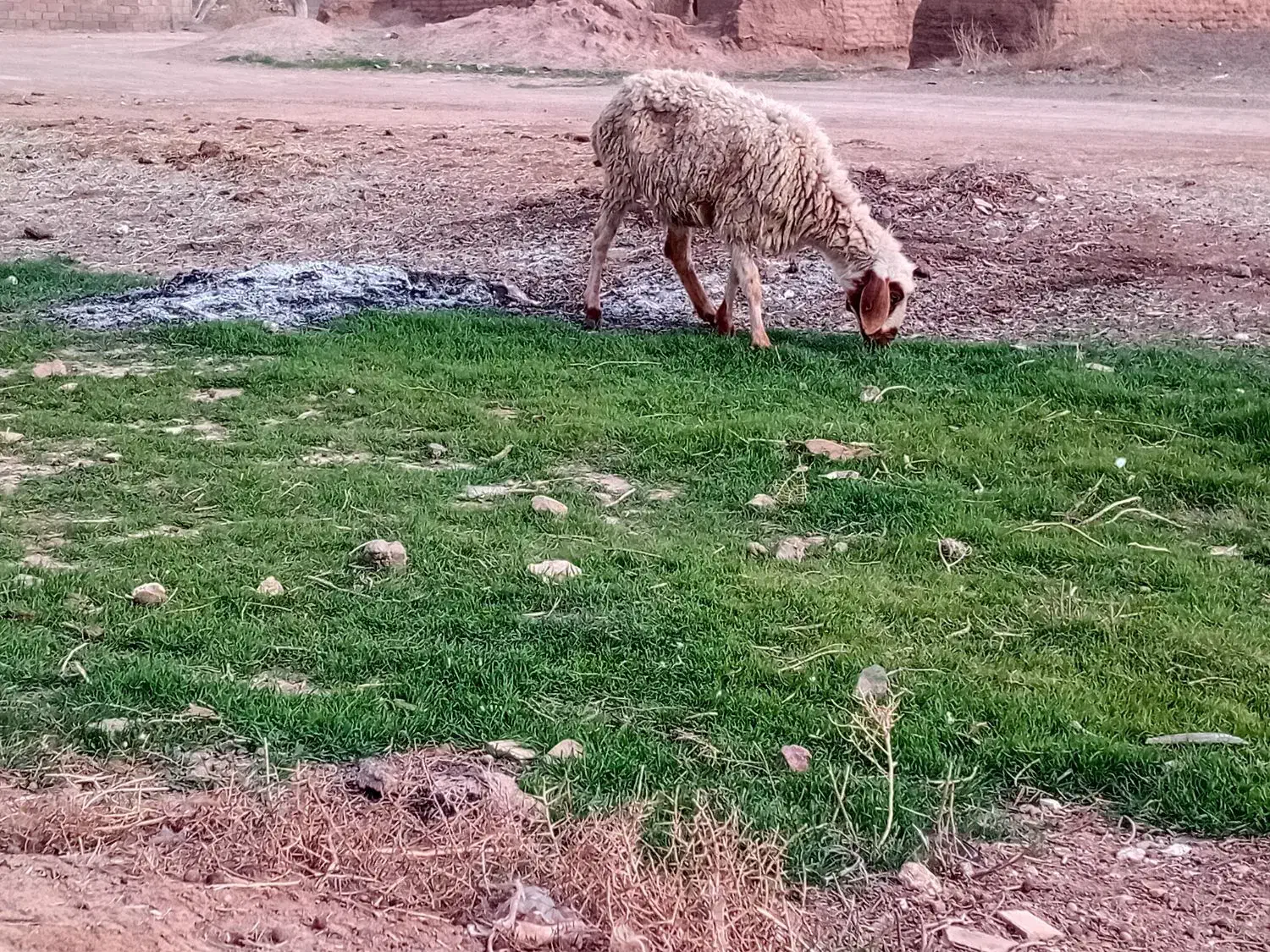میش‌گوزلی‌|حیوانات مزرعه|سده (خراسان جنوبی), |دیوار
