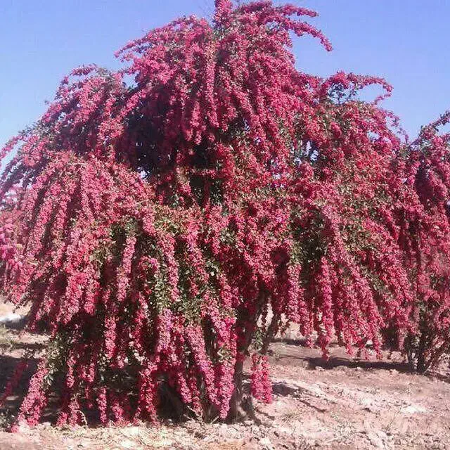 زرشک  تازه و آبدار|خوردنی و آشامیدنی|تهران, امام خمینی|دیوار