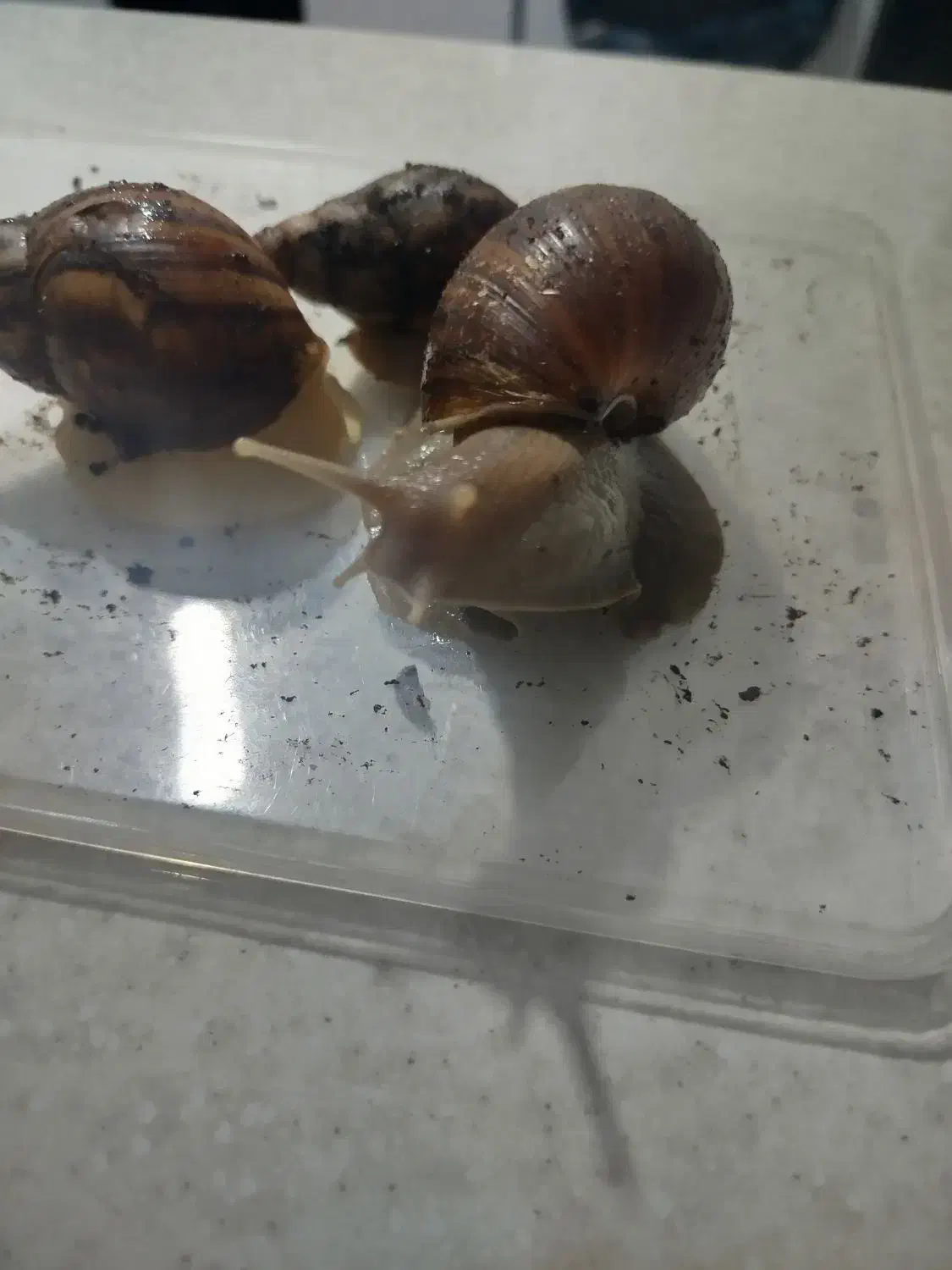 حلزون|حیوانات مزرعه|بندر امام خمینی, |دیوار