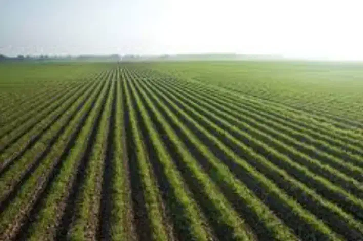 اجاره زمین کشاورزی|اجارهٔ دفتر صنعتی، کشاورزی، تجاری|همدان, |دیوار