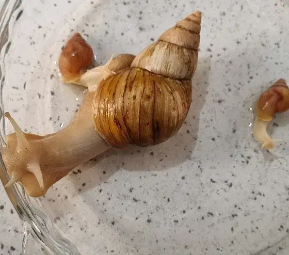 حلزون اچاتینا سفید|خزنده|کرج, اصفهانی‌ها|دیوار