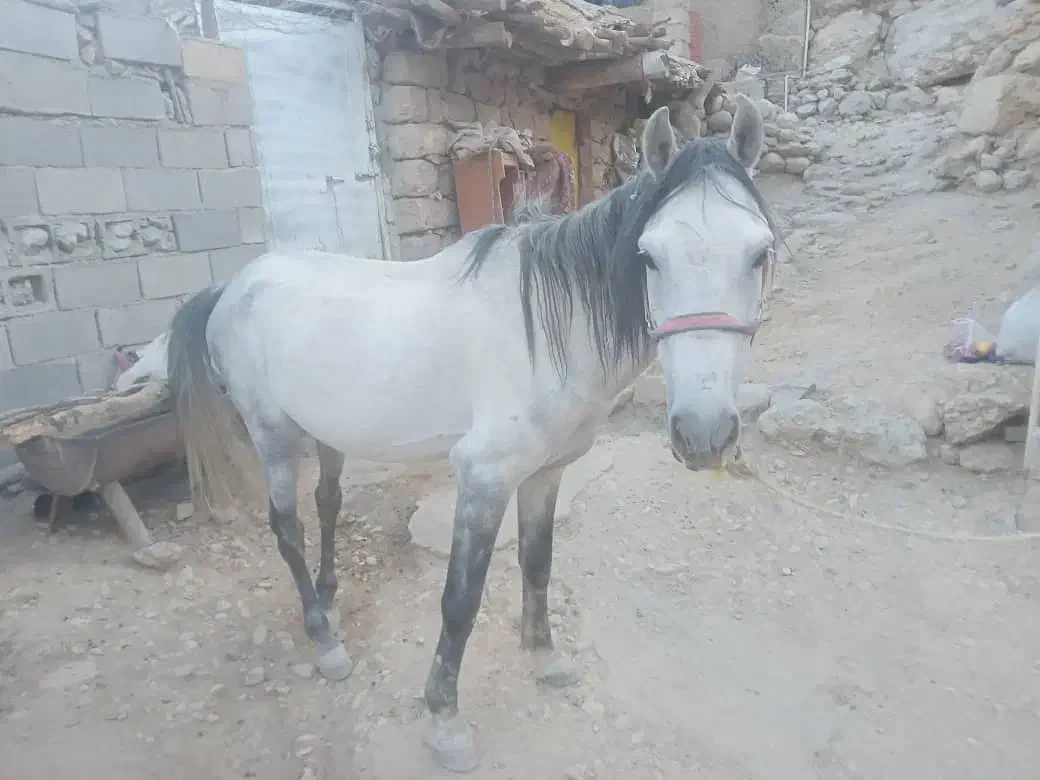 اسب|اسب و تجهیزات اسبسواری|بهبهان, |دیوار