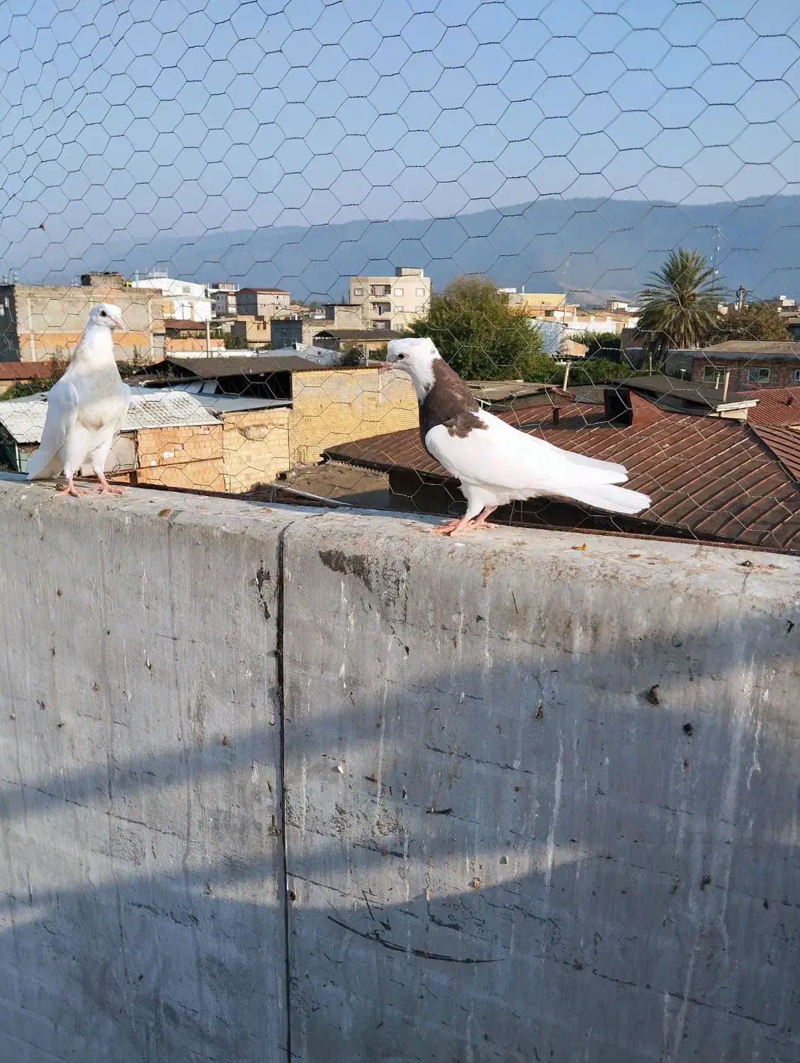 کبوتر طوقی|پرنده|دلند, |دیوار