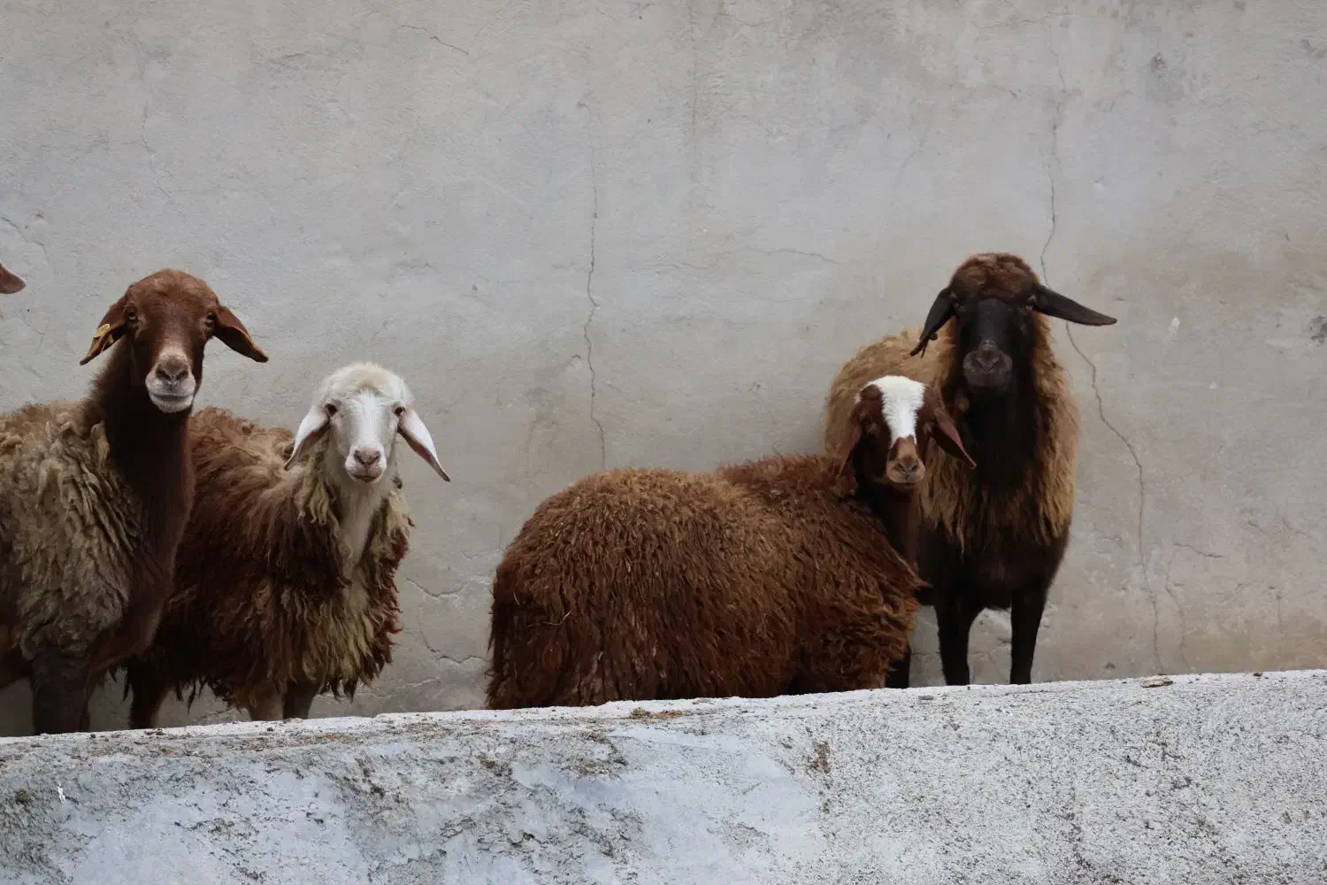 نر  تخمی جوان +4 راس بره و مادر|حیوانات مزرعه|گرگان, |دیوار
