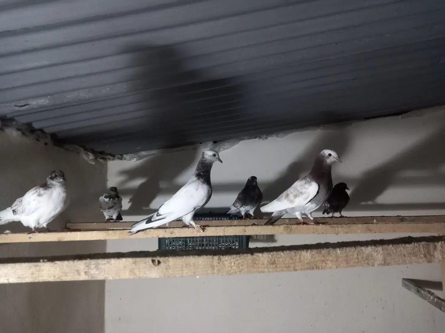 فروش چندین جفت کبوتر...|پرنده|نشتارود, |دیوار