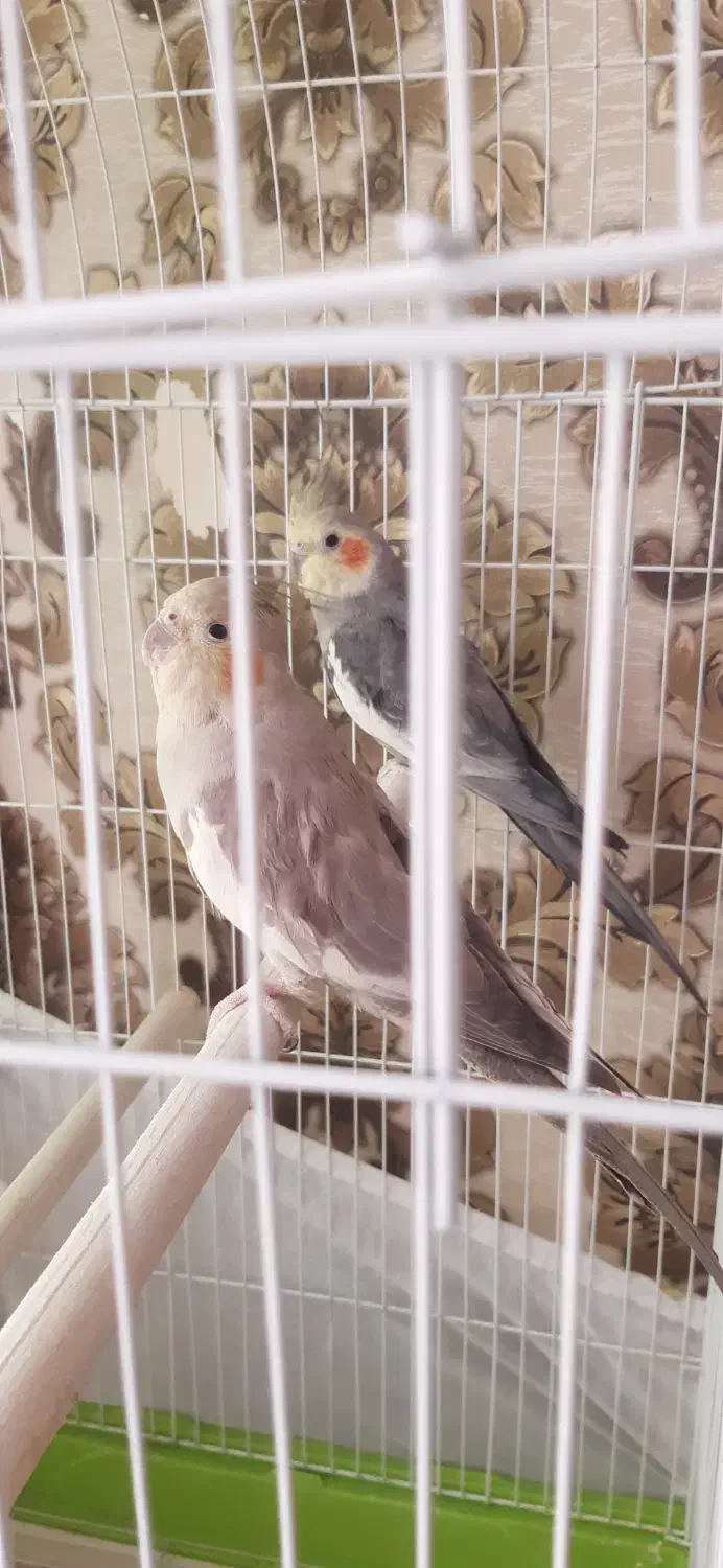 عروس هلندی|پرنده|تهران, تهرانپارس شرقی|دیوار