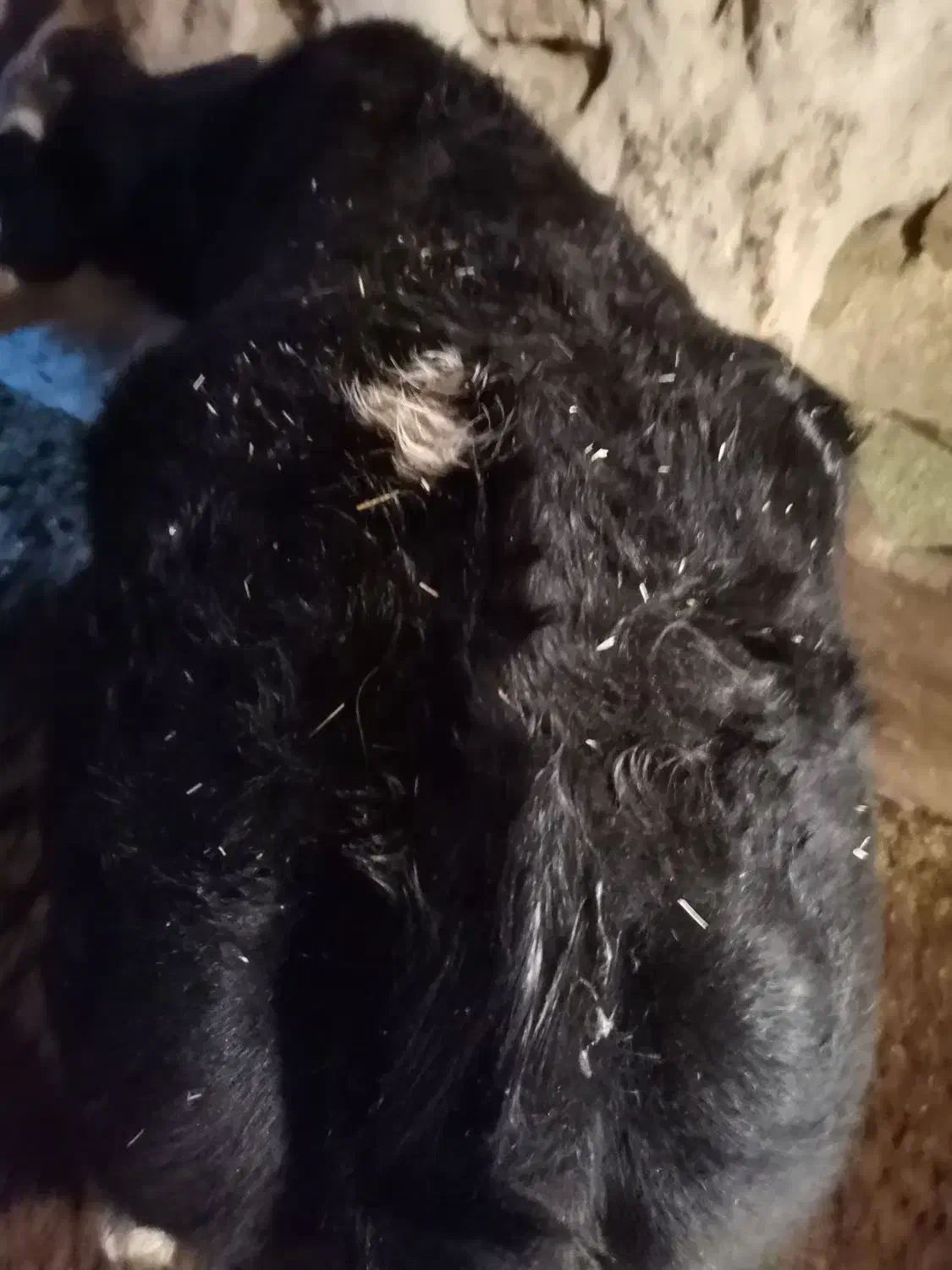 گوساله ماده دورگ کشتاری|حیوانات مزرعه|نوبران, |دیوار