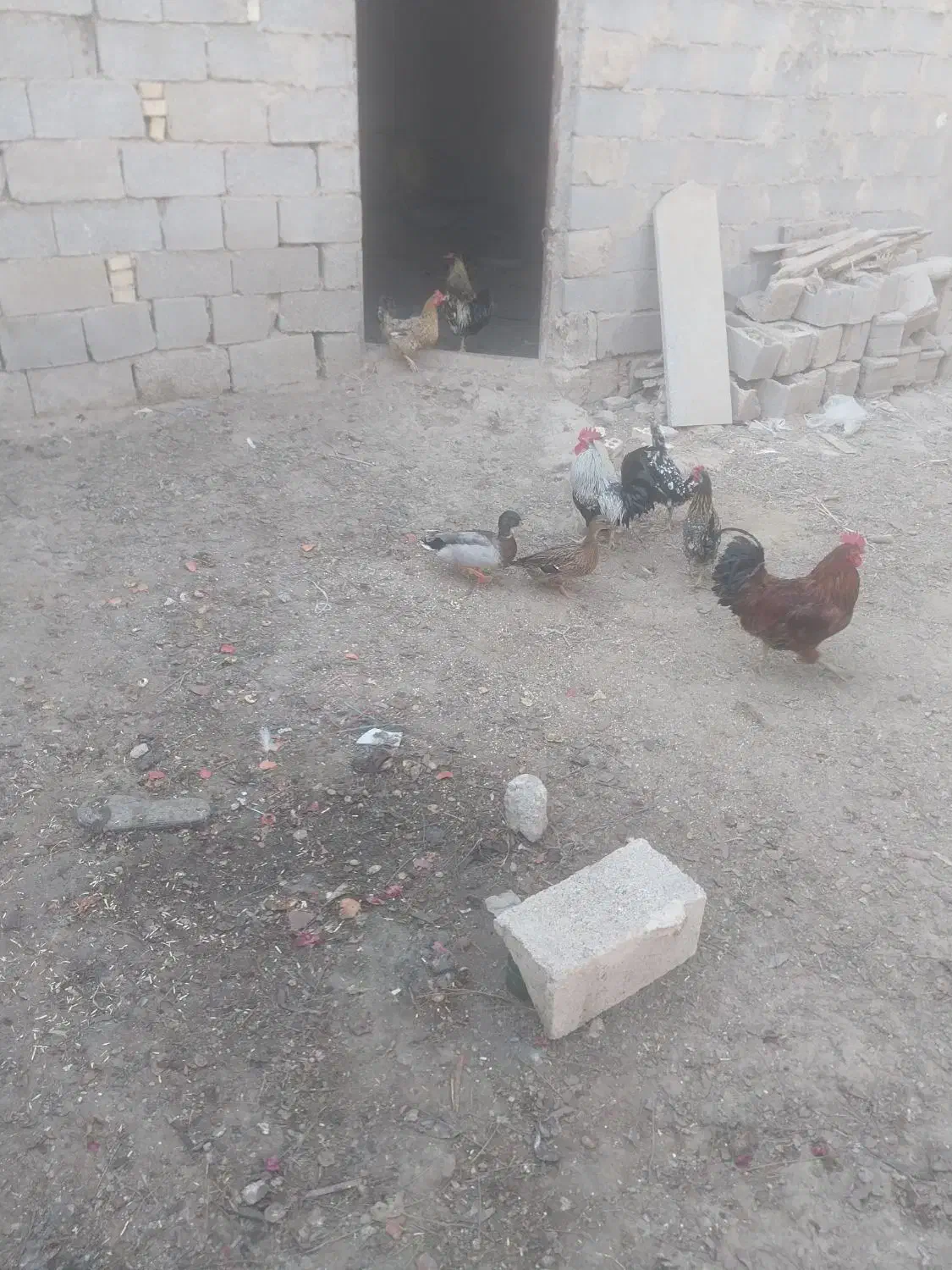 غاز و خروس محلی|حیوانات مزرعه|چمران, |دیوار