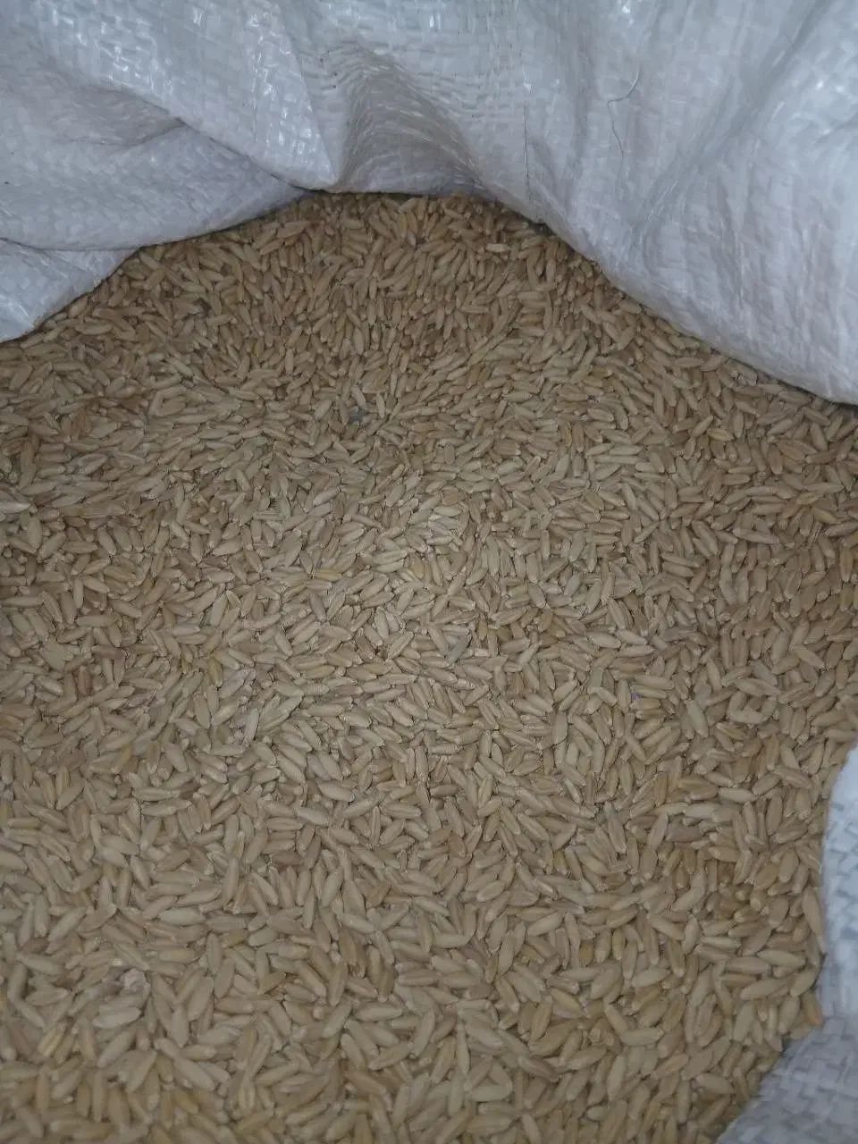 گندم بوجاری شده|عمده‌فروشی|کمیجان, |دیوار