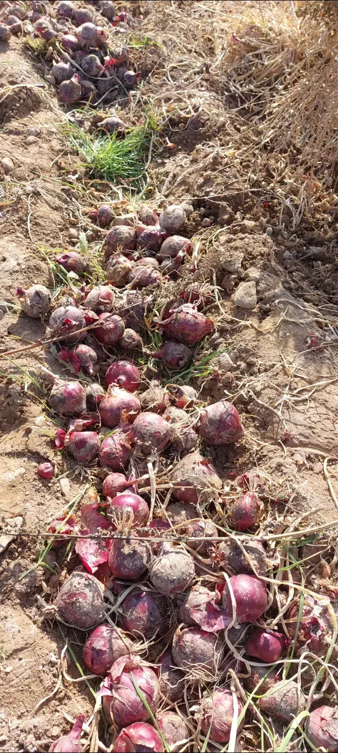 پیاز|خوردنی و آشامیدنی|مشهد, پایین خیابان|دیوار