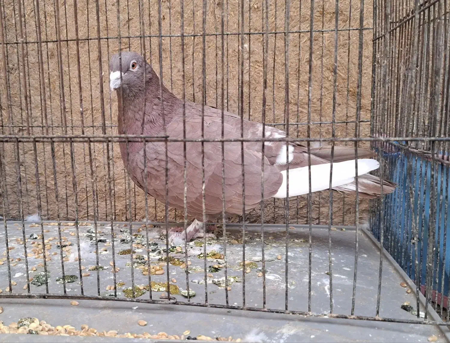 حیوان|حیوانات مزرعه|یزد, |دیوار