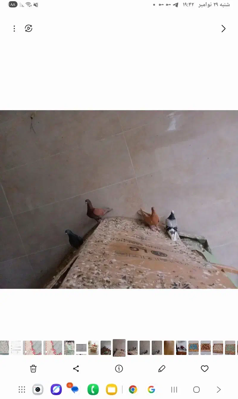 کفتر|پرنده|لوشان, |دیوار