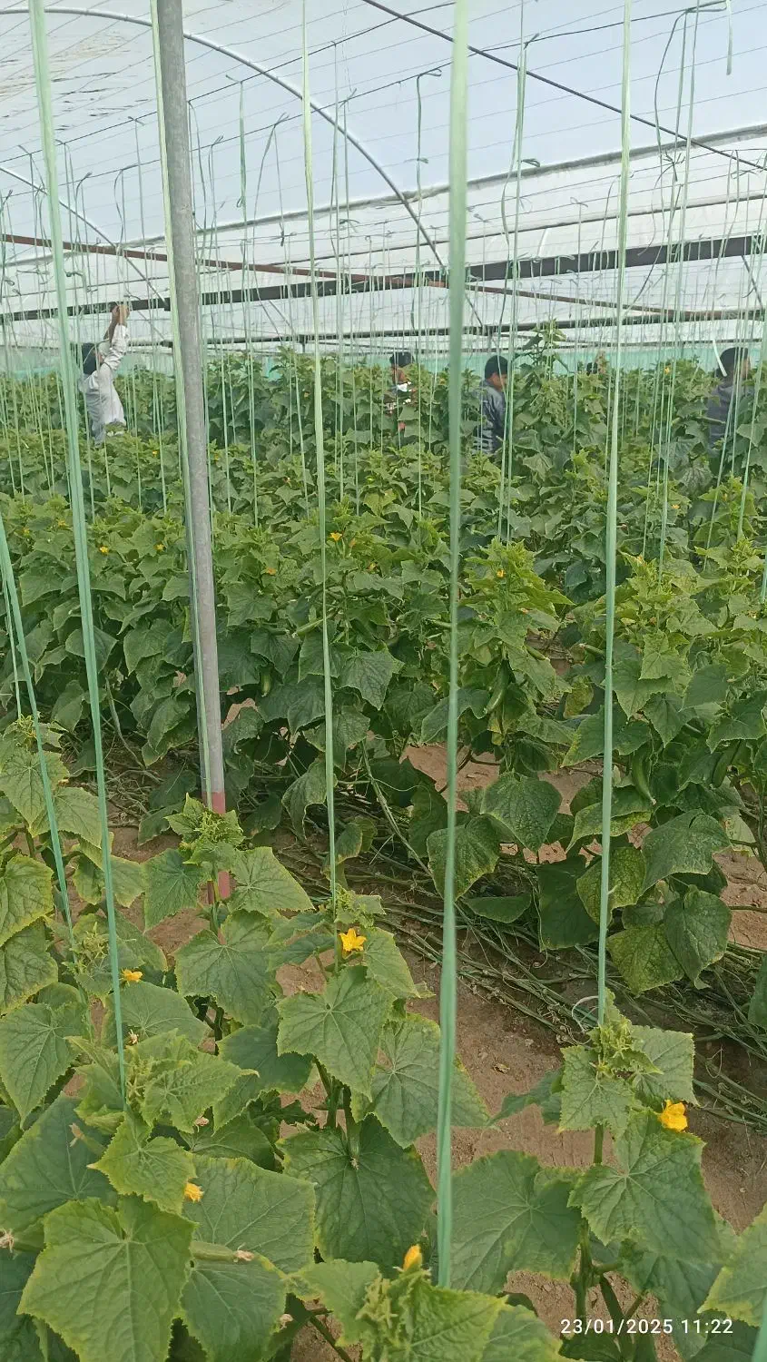 نخ بندی .پایین کشیدن خیار ب صورت روز انجام می شود|خدمات باغبانی و درختکاری|جیرفت, |دیوار