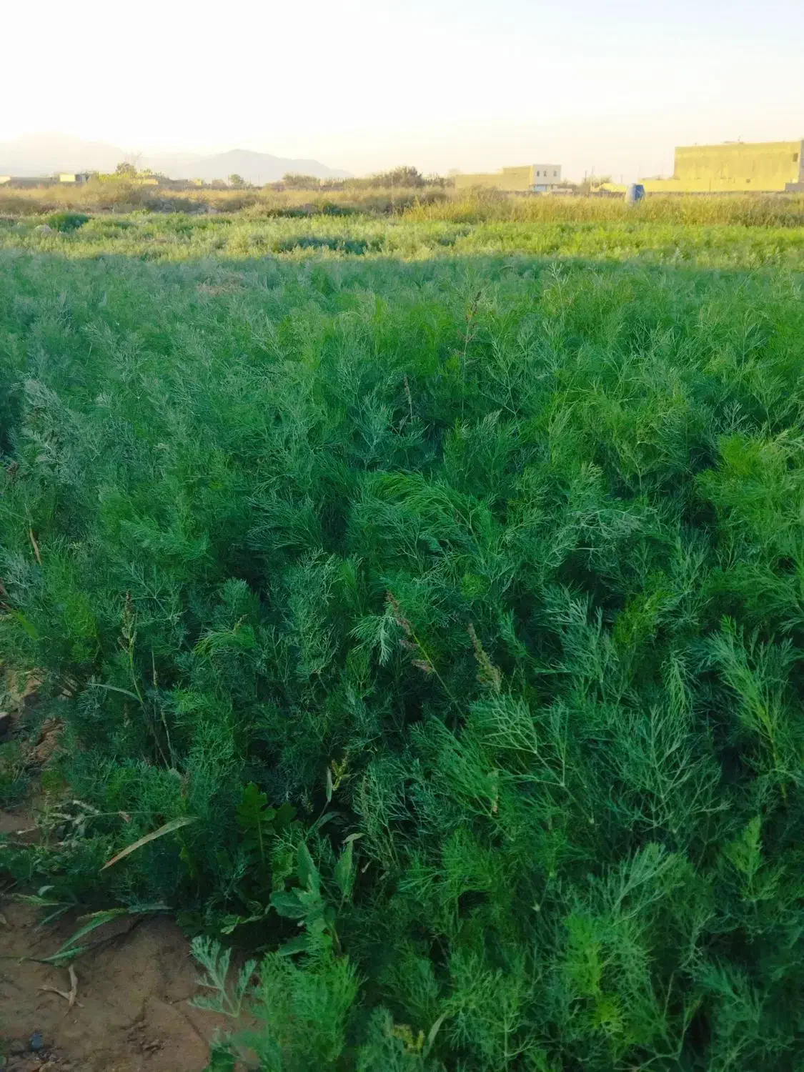 سبزیجات خوب قیمت خوب|خوردنی و آشامیدنی|کاشان, دانشگاه شهید رجایی|دیوار