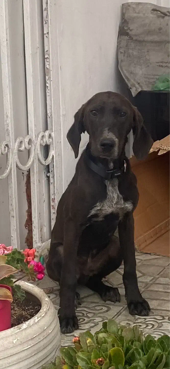 سگ شکاری ۴ ماهه|سگ|چالوس, |دیوار