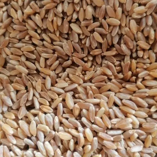 گندم دیم|خوردنی و آشامیدنی|قزوین, |دیوار
