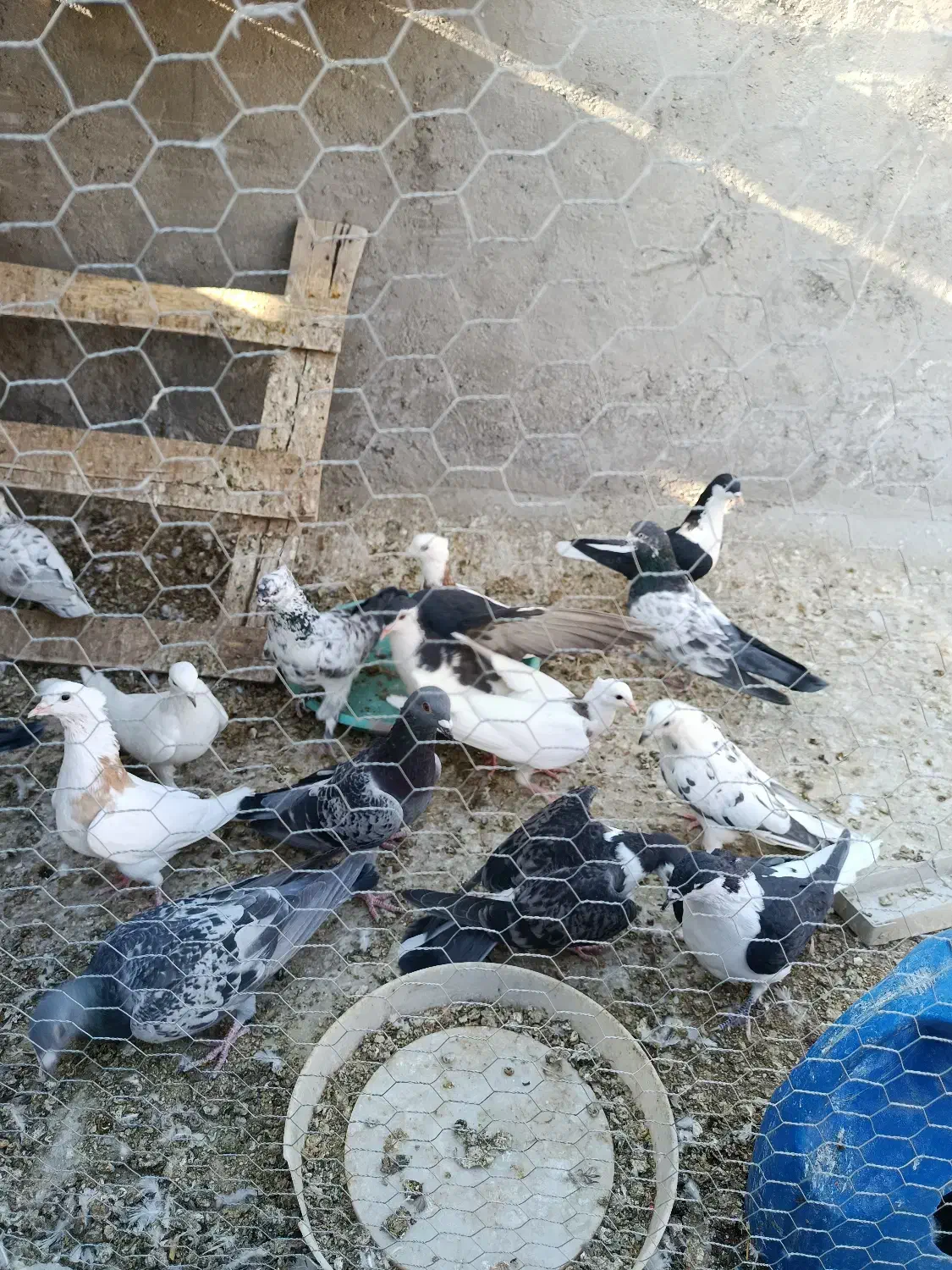 ۱۶ عدد کبوتر فروشی|پرنده|مهریز, |دیوار