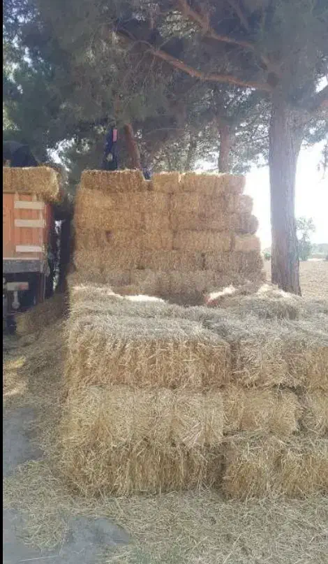 کولش یا کاه|لوازم جانبی حیوانات|لشت نشا, |دیوار