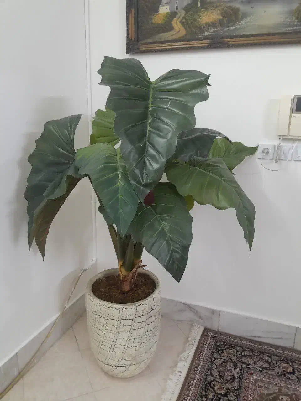 درختچه مصنوعی|گل مصنوعی|مشهد, تربیت (صدف)|دیوار