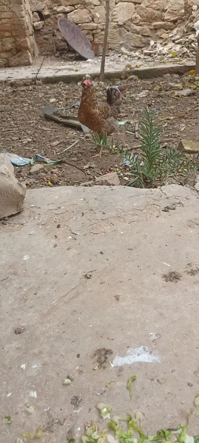 مرغ|حیوانات مزرعه|مسجد سلیمان, |دیوار