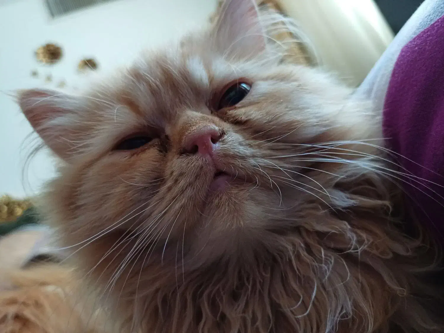 گربه پرشین و اسکاتیش|گربه|گلبهار, شهر جدید گلبهار|دیوار