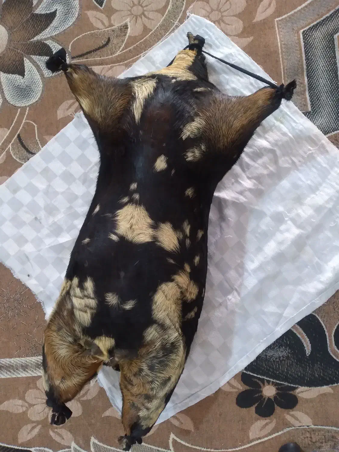 هیزه نو|ظروف پخت‌وپز|کوهدشت, |دیوار