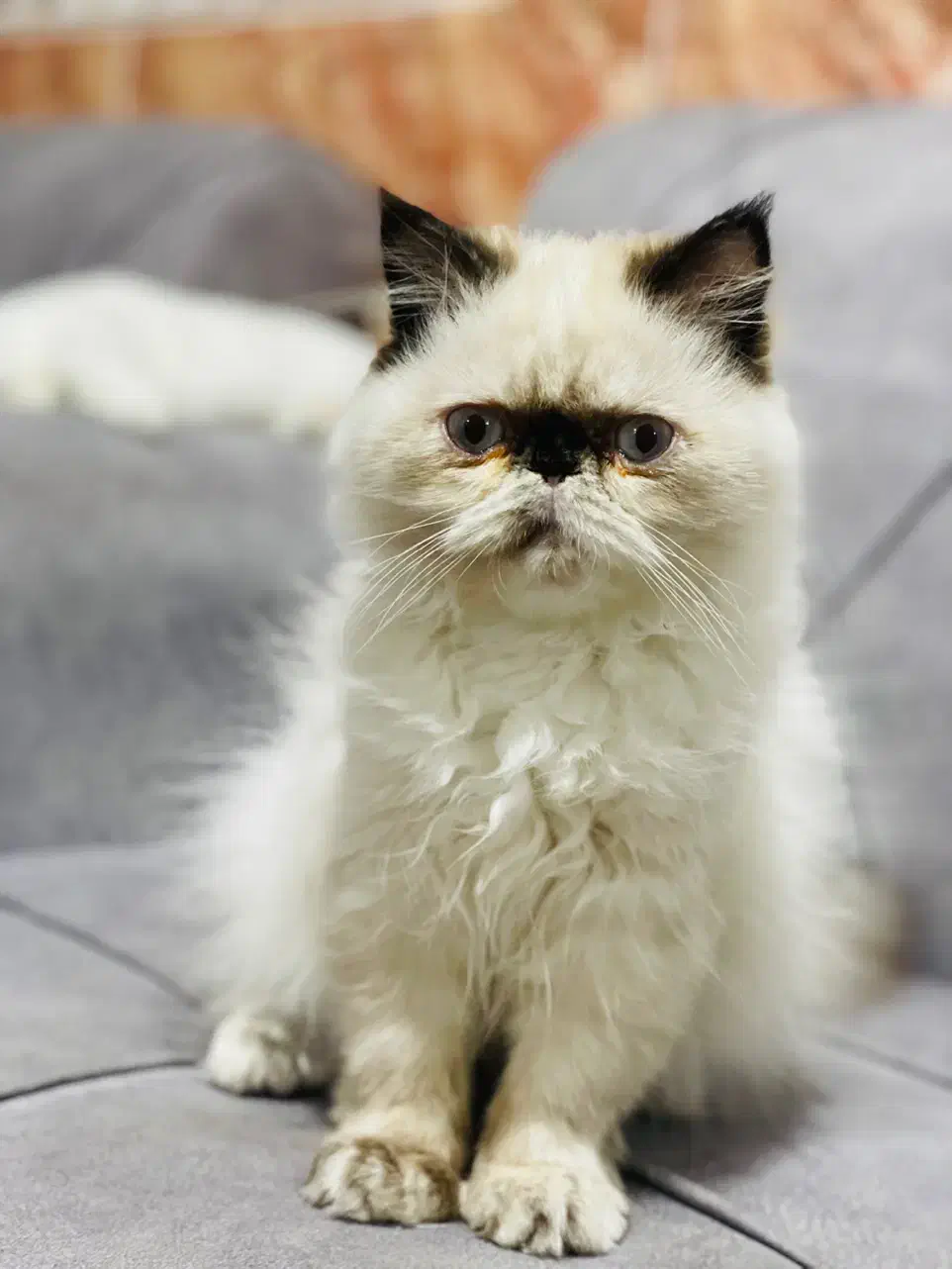 گربه پرشین|گربه|قشم, |دیوار