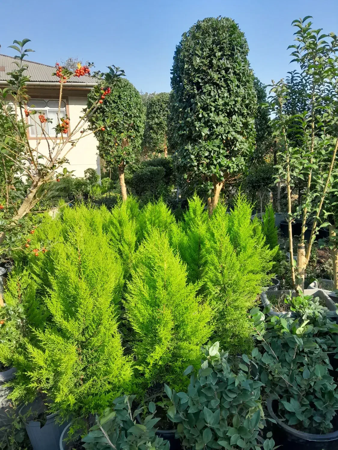 فروش یاس هلندی شمشاد لاوسون تویا لگستروم|خدمات باغبانی و درختکاری|چابکسر, |دیوار